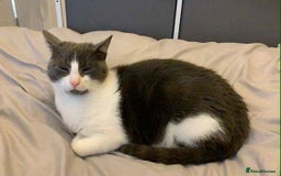 Bombay cats for sale: Two 5 year old male house cats  - Image 3