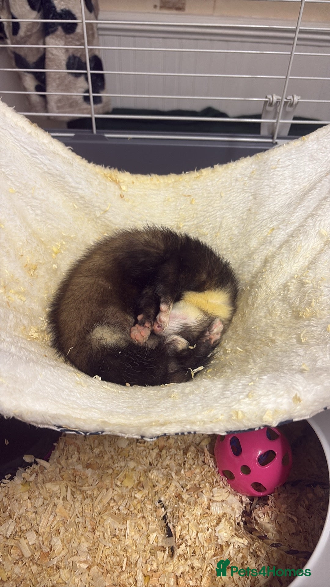 Ferret rodents for sale: 2 Ferrets Jills - Advert 2