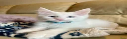 Maine Coon cats for sale: Purebred Maine Coon Boys Needing A Loving Home 😻 - Advert 14
