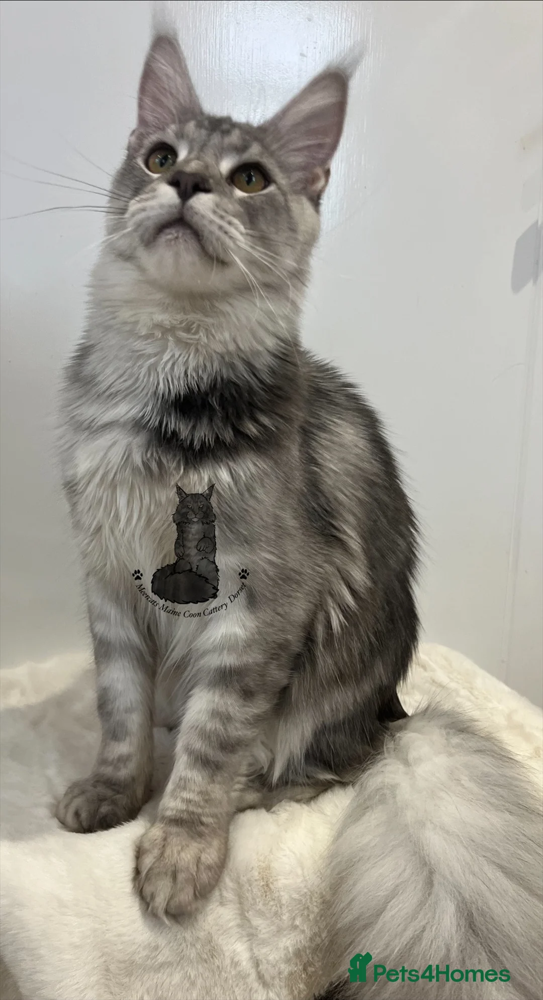 Maine Coon cats for sale: Kitten big XXL black  silver tabby Maine Coon - Advert 5