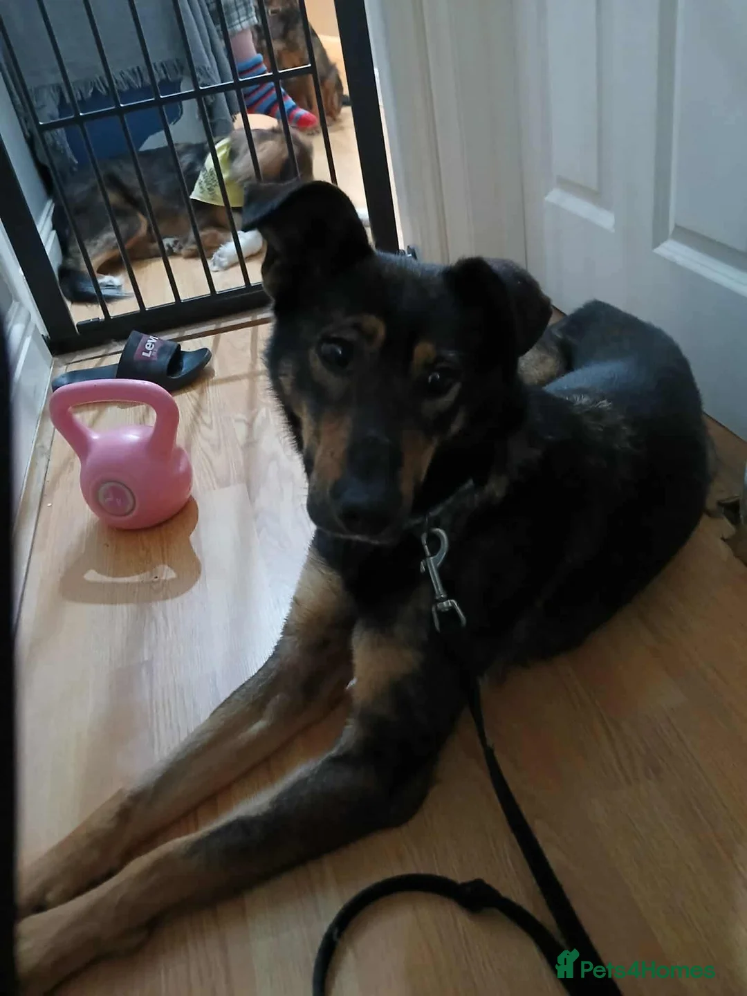 Mixed Breed dogs for adoption: Darling Rosy in Portsmouth - Advert 7