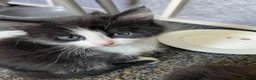 Mixed Breed cats for sale: Kittens  in Brighton - Advert 3