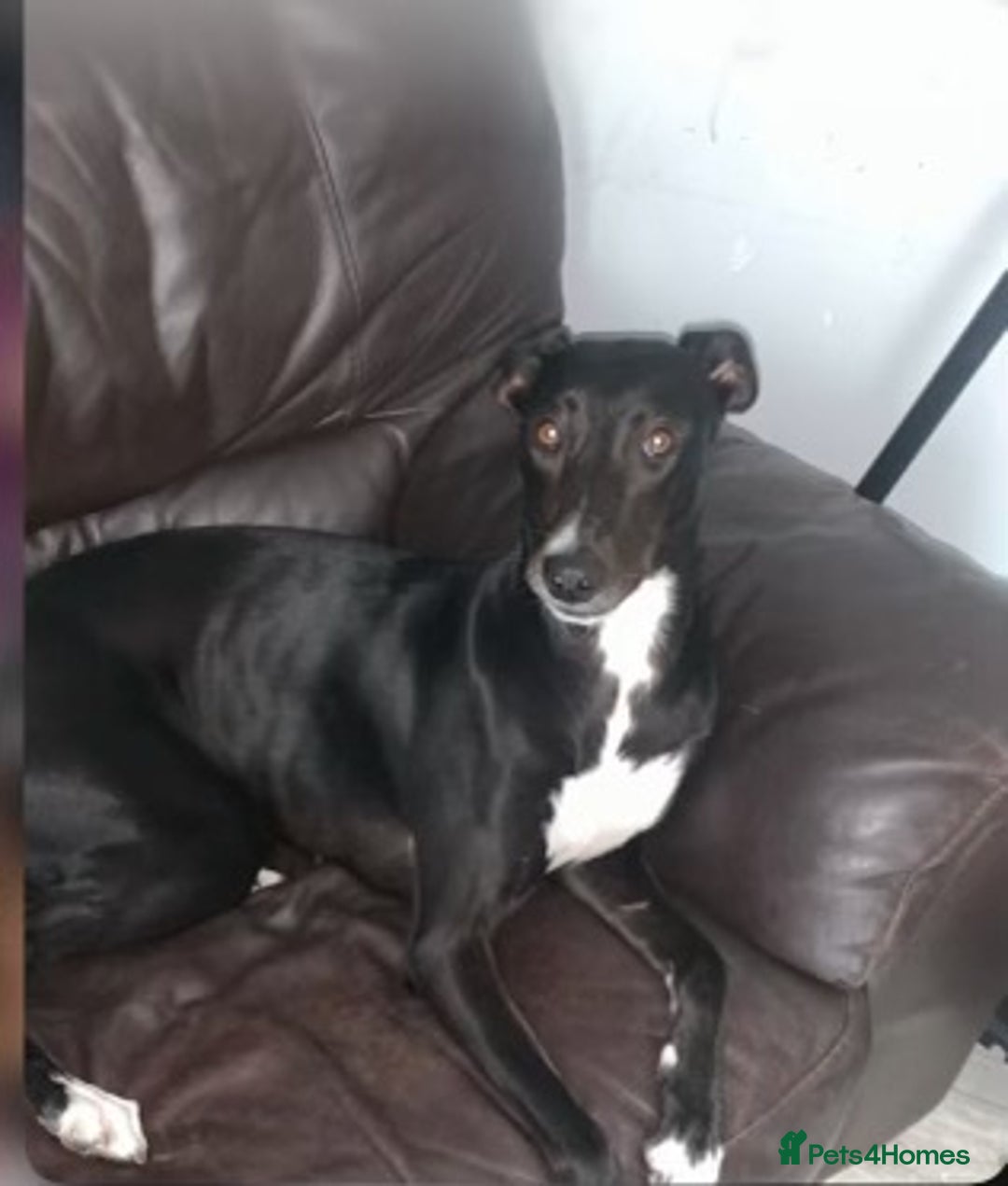 Mixed Breed dogs for sale: Black and white  - Advert 2