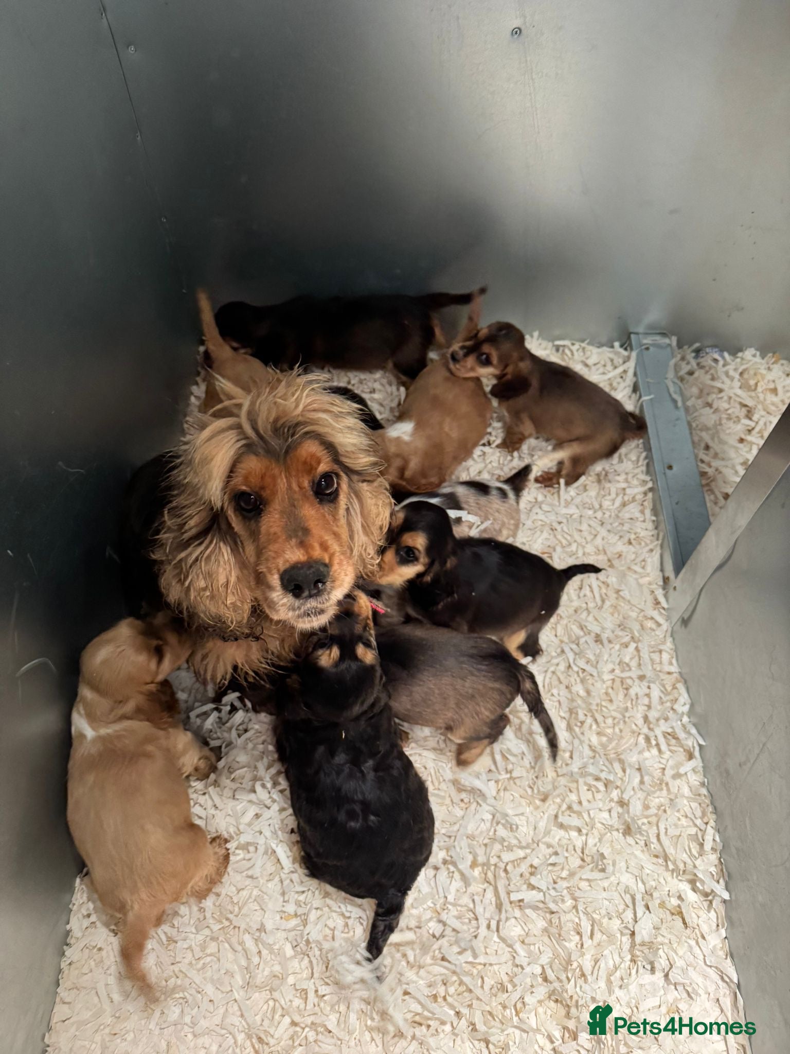 Cocker Spaniel dogs Stunning litter of show type cocker spaniels - Advert 18