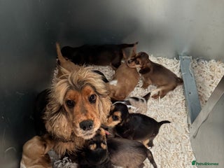 Cocker Spaniel dogs Stunning litter of show type cocker spaniels - Advert 2