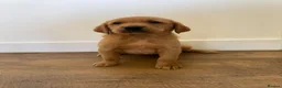 Goldador dogs for sale: Fantastic red goldador puppies  - Advert 6