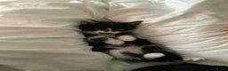 Mixed Breed cats for sale: Adorable bonded pair in Edgware - Advert 24