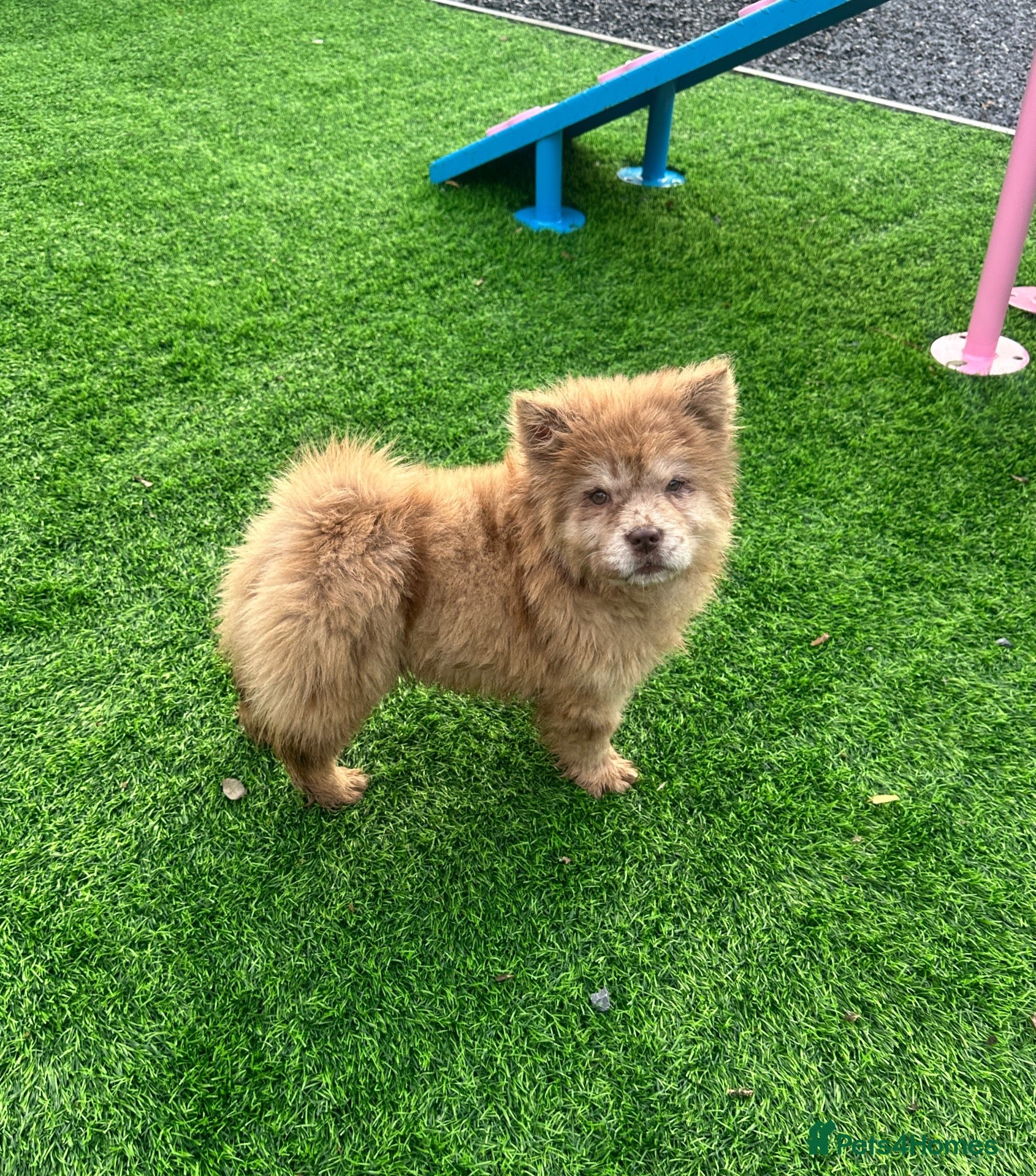 Chow Chow dogs for sale: Stunning exotic colour chowski puppies for sale  - Advert 2