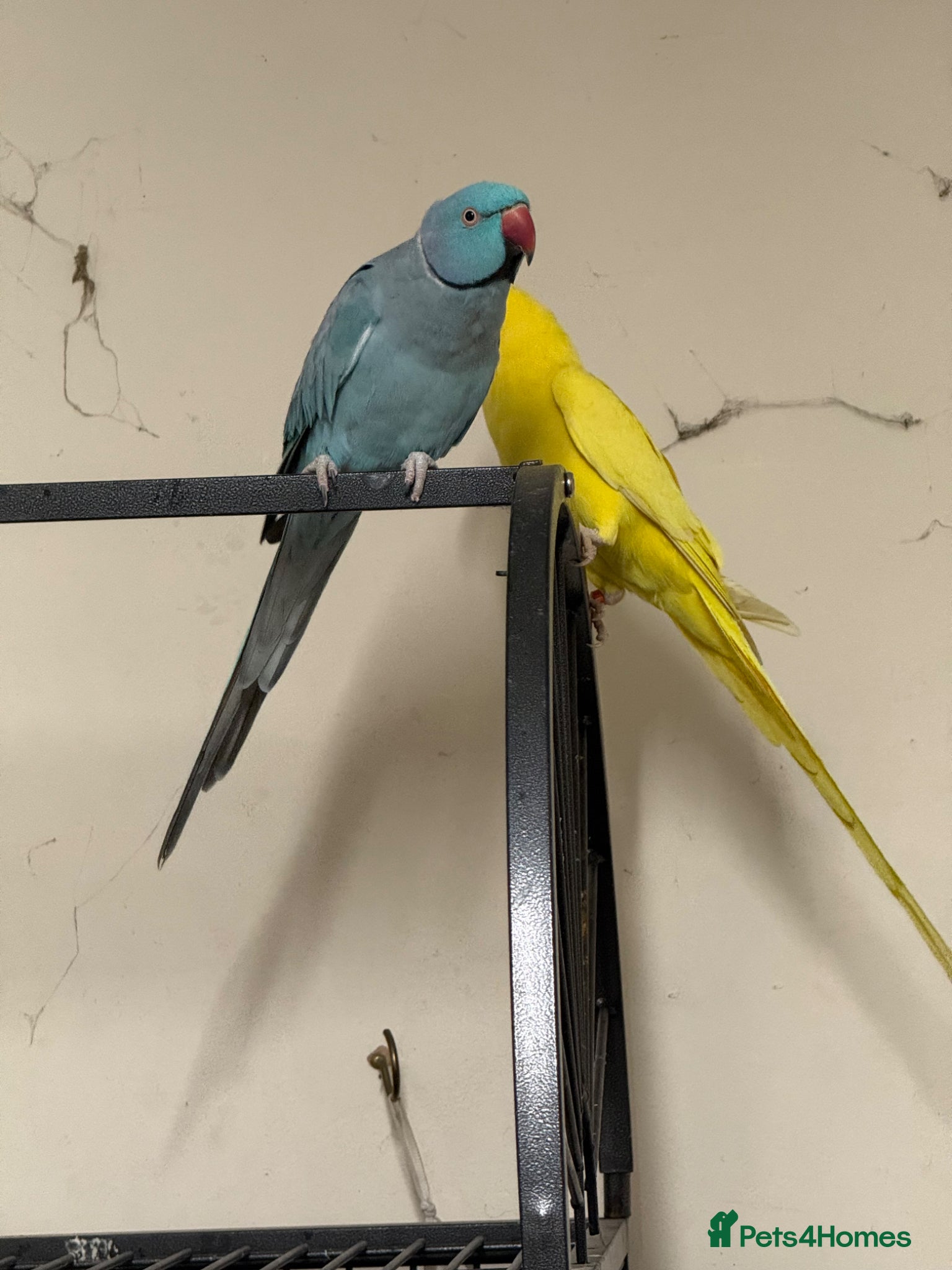 Ringnecks birds  for sale pair£400 No cage only birds for sale - Advert 10
