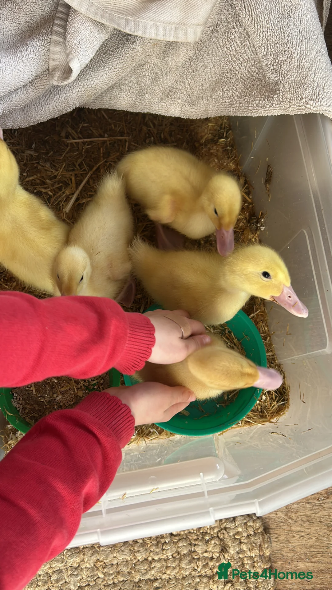 Ducks poultry for sale: 2/3 Pekin ducklings to go to loving home in Hastings - Advert 1