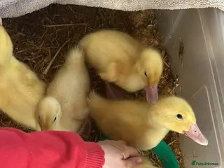 Ducks poultry 2/3 Pekin ducklings to go to loving home - Advert 7