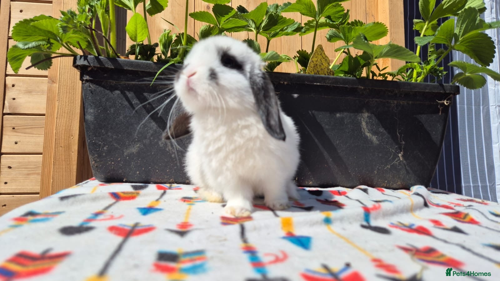 Mini Lop rabbits Mini Lops Ready This Friday 01/04/26 ready today  - Advert 4