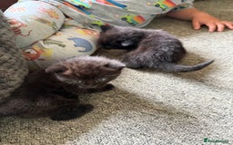 Mixed Breed cats for sale: 2 Beautiful Black/Brown Tabby Kittens - Image 21