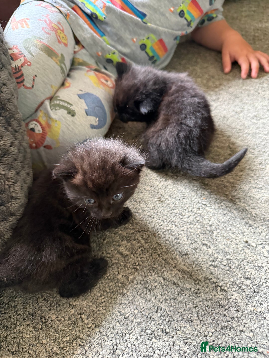 Mixed Breed cats for sale: 2 Beautiful Black/Brown Tabby Kittens - Image 21