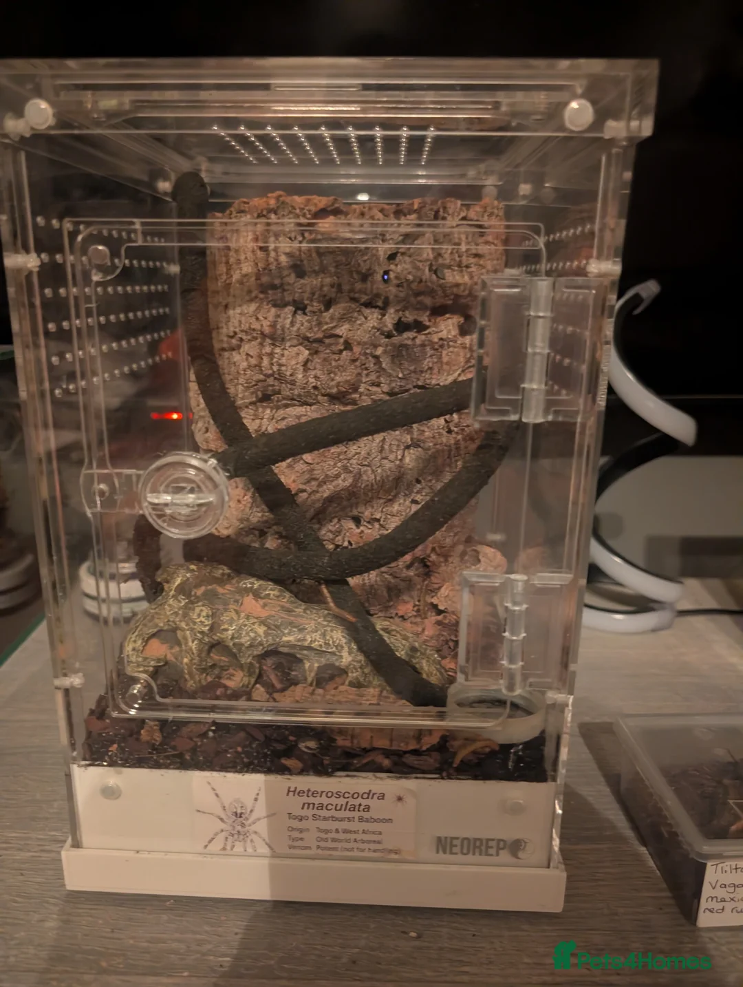 Tarantulas invertebrates for sale: togo starburst baboon tarantula comes with viv in Stoke-on-Trent - Advert 1