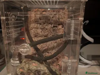 Tarantulas invertebrates togo starburst baboon tarantula comes with viv - Advert 7