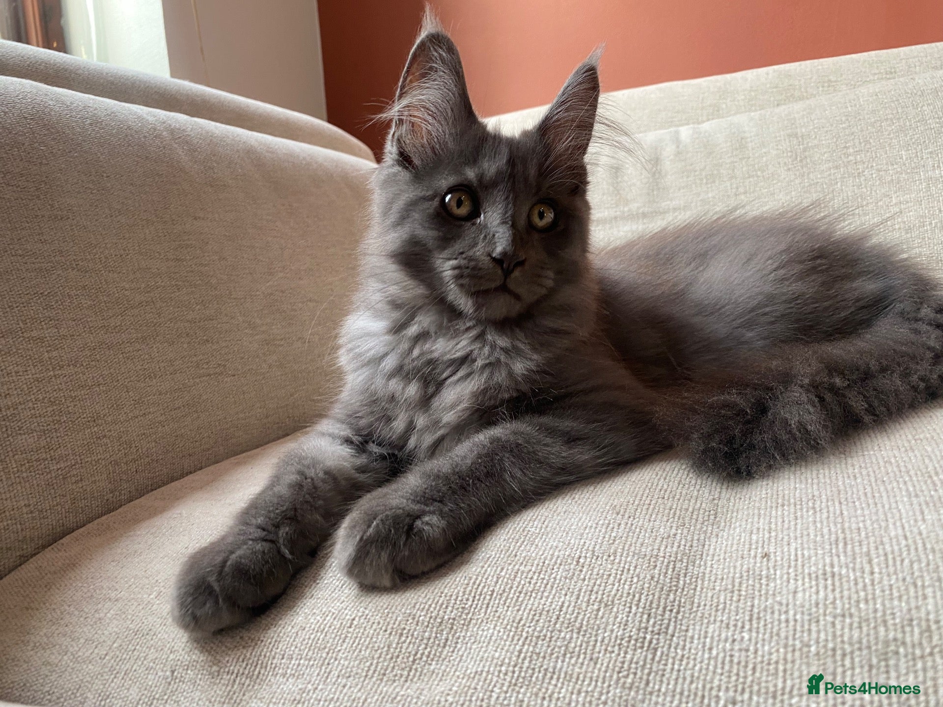 Maine Coon cats TICA Registered Maine Coon Kittens 1Male 2Females - Advert 2