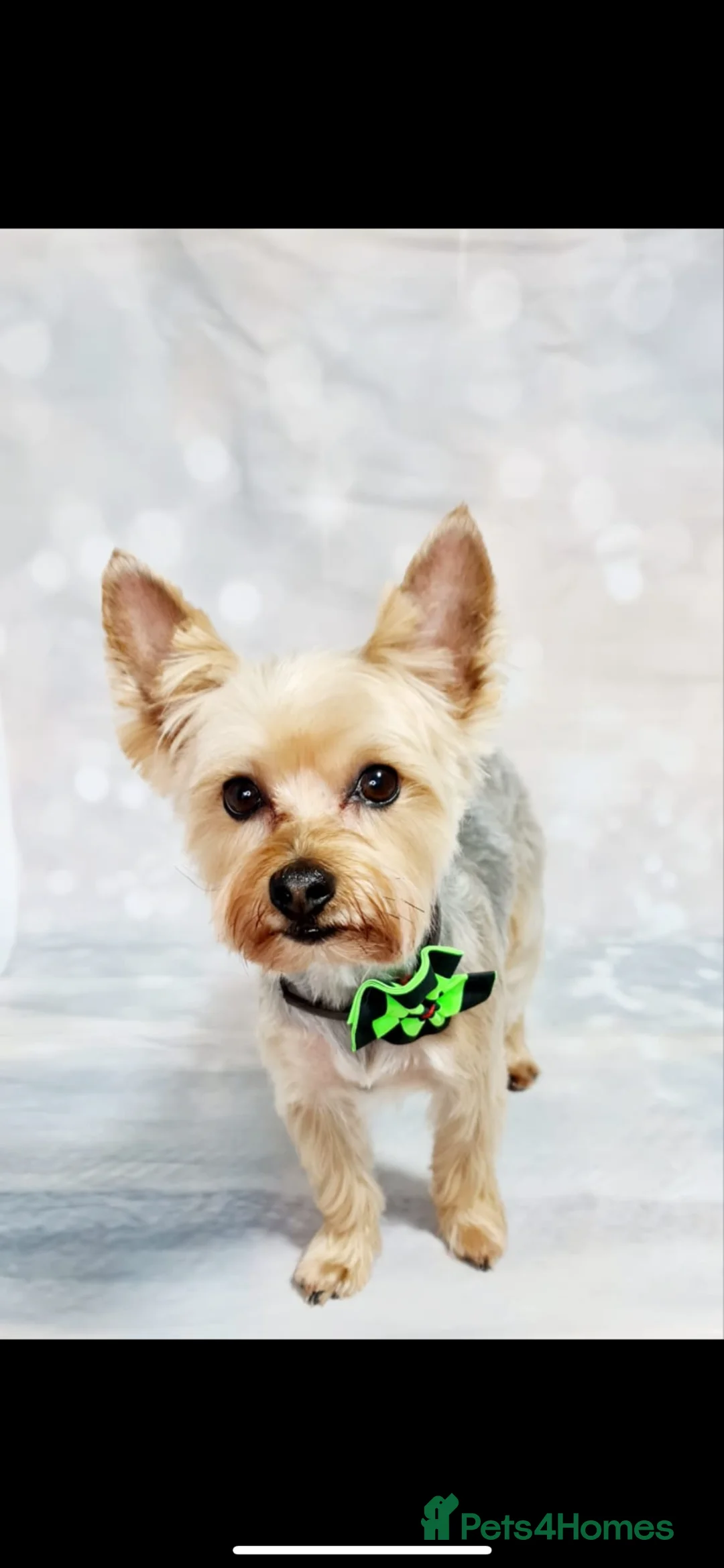 Yorkshire Terrier dogs for stud: STUD dog yorkie  in Norwich - Advert 2