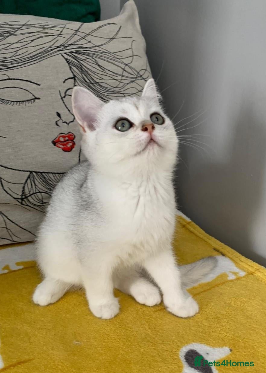 Scottish Fold cats Scottish Straight Fold Kittens - Only 1 left - Advert 2