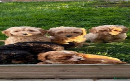Cavapoo dogs for sale: Small type cavapoo puppies (toy poodle) - Image 11