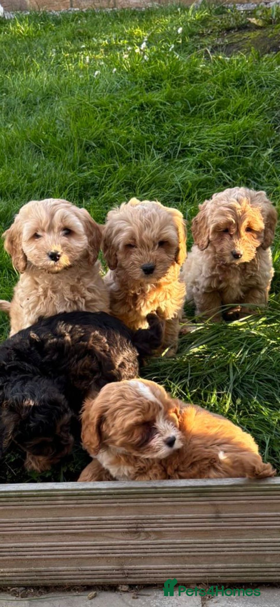 Cavapoo dogs for sale: Small type cavapoo puppies (toy poodle) - Image 11