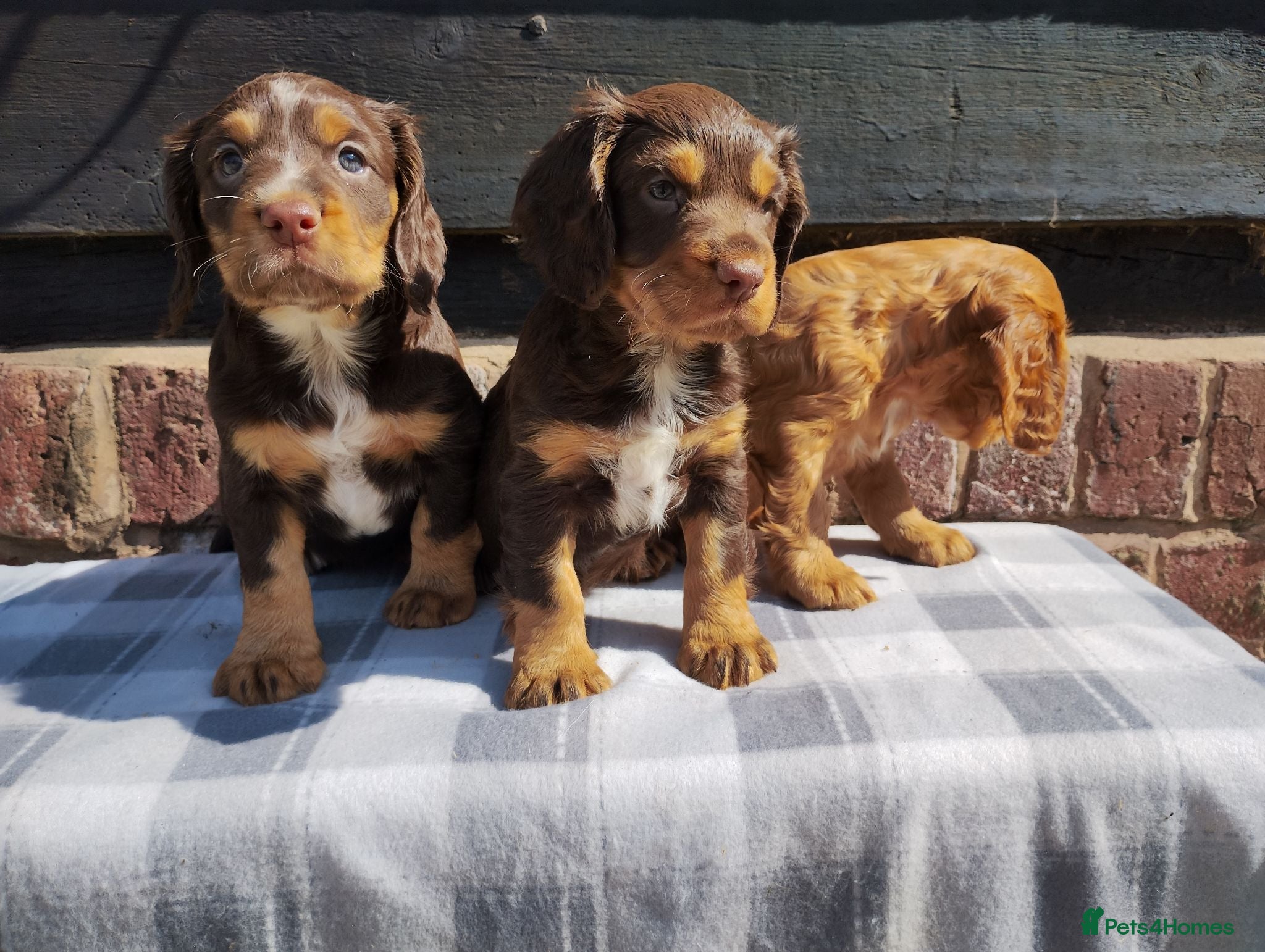 Cocker Spaniel dogs Cocker Spaniel Puppies  - Advert 15