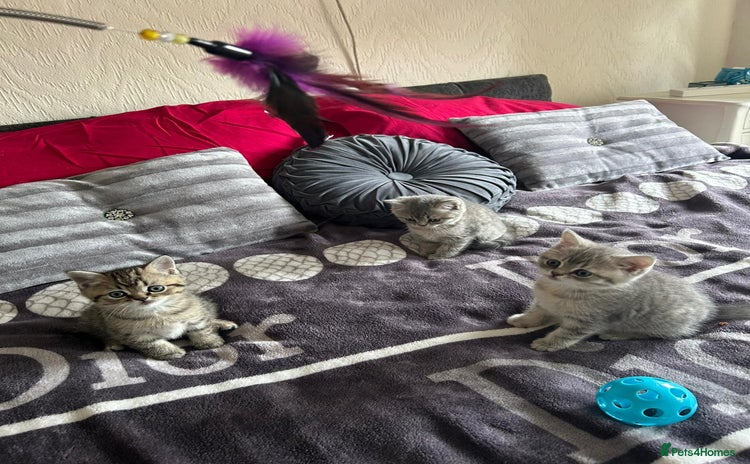 British Shorthair cats for sale - Advert 1