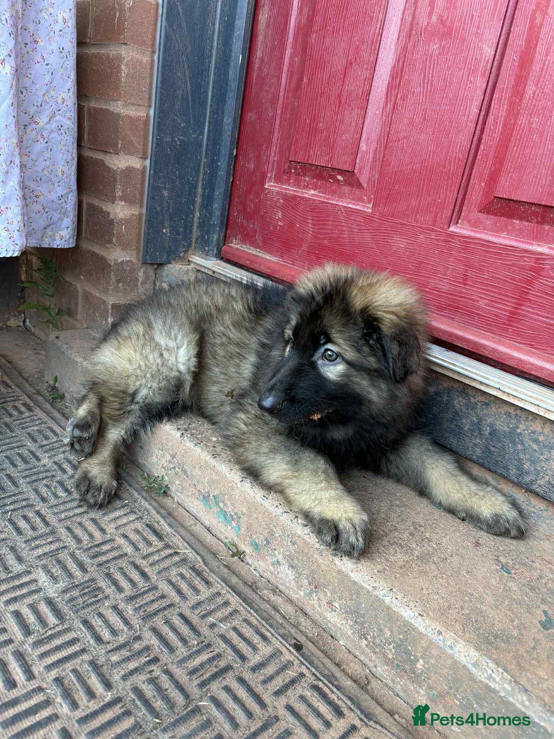 German Shepherd dogs for sale: Ready to leave 2 female health tested gsd - Image 11
