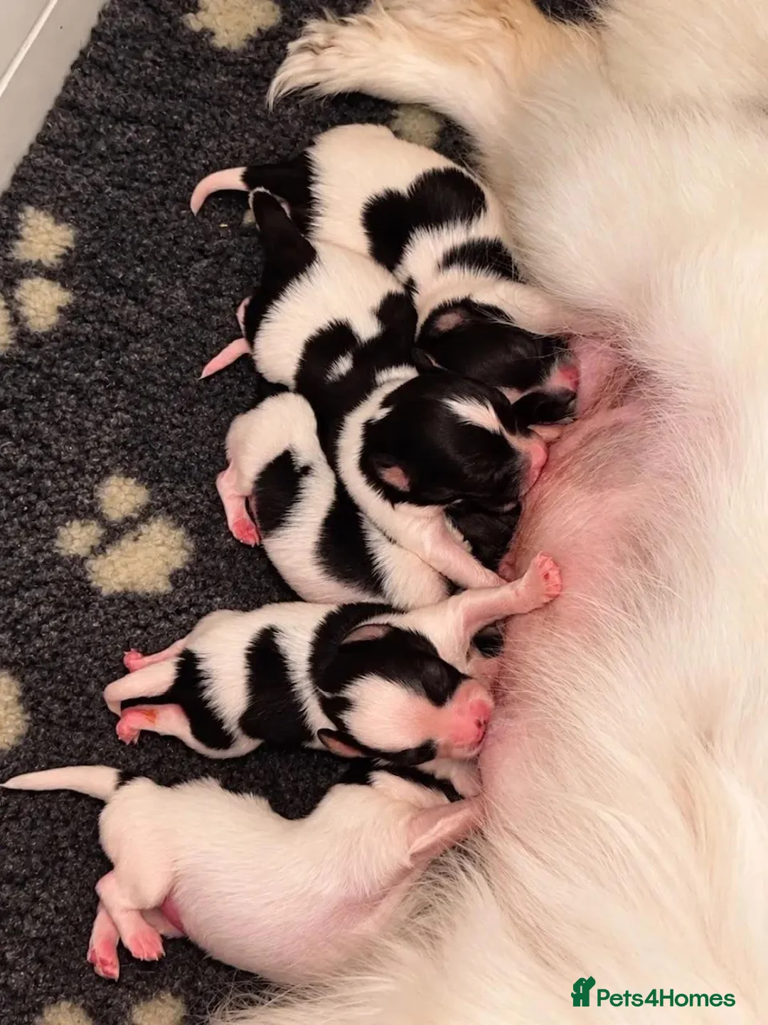 Papillon dogs for sale: Quality, well bred Papillon puppies available  - Advert 2