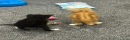 Mixed Breed cats for sale: Kittens  in Chelmsford - Advert 8