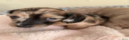 Miniature Dachshund dogs for sale: 5 beautiful miniature dachshund  - Advert 37