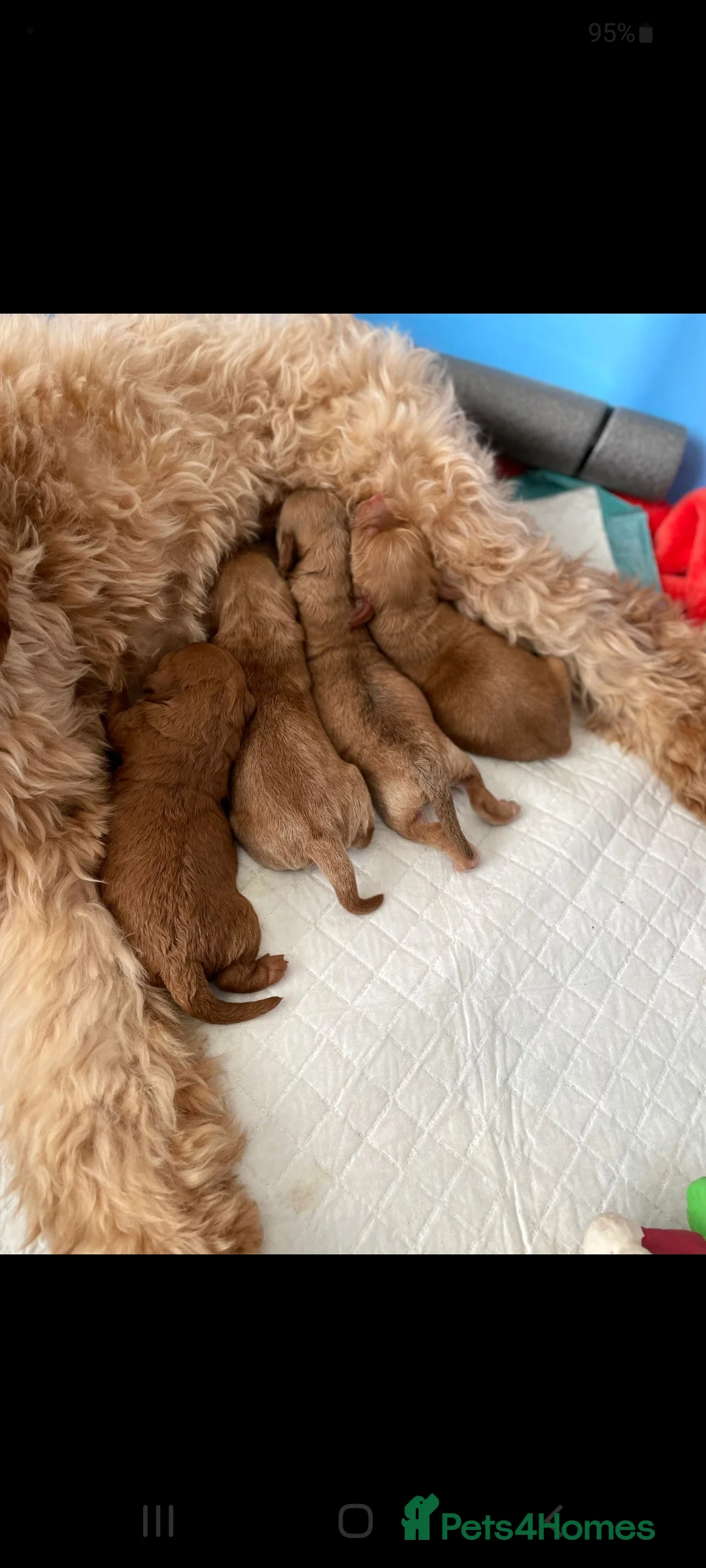 Cavapoo dogs for stud: Experienced, proven and health tested cavapoo stud in London - Advert 5