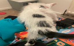 Domestic Shorthair cats for sale: Male Kitten for sale - Advert 4