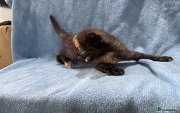 Mixed Breed cats for sale: Mix breed kittens for sale - Image 6