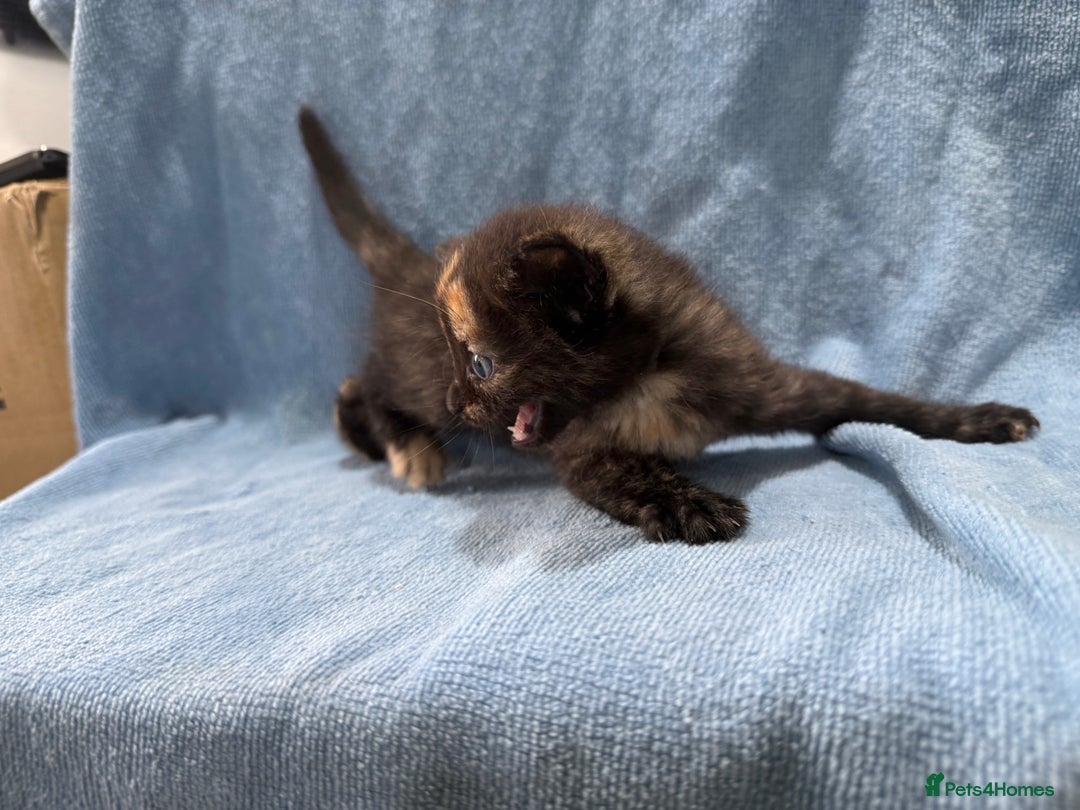 Mixed Breed cats for sale: Mix breed kittens for sale - Image 6