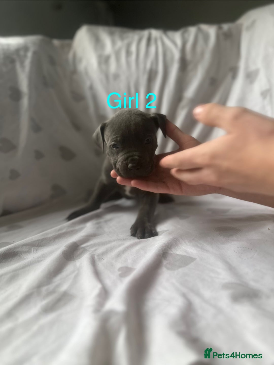 Mixed Breed dogs for sale: Beautiful staffie cross bullmastiff puppies  - Image 10