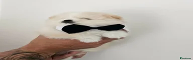 Pomeranian 2