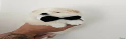 Pomeranian dogs for sale: Pomeranian puppy  - Advert 6