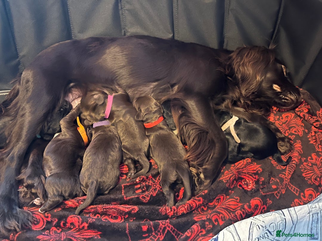 Cocker Spaniel dogs for sale: Cocker spaniels 🐶  - Advert 13