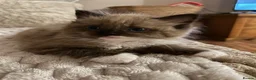 Ragdoll cats for sale: Mink & Sepia Cherubim Ragdolls TICA Pedigree  - Advert 8