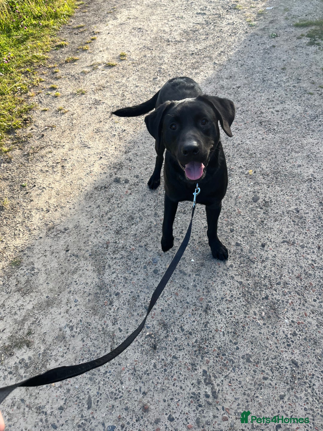 Labrador Retriever dogs for sale: Looking for good home - Advert 2