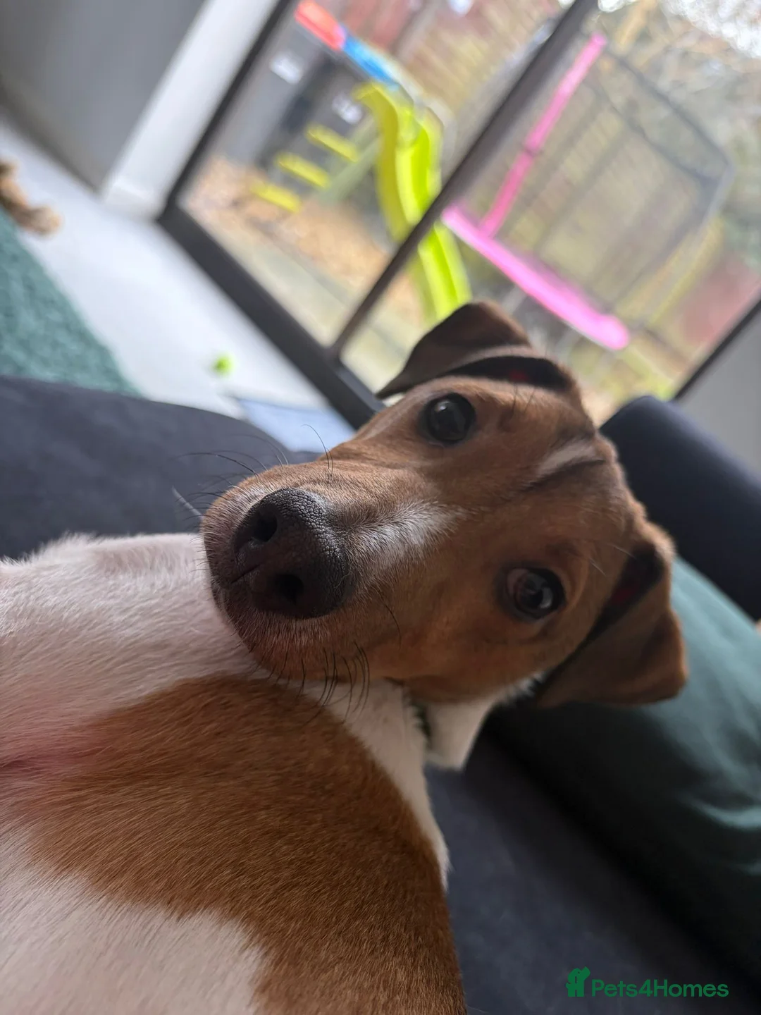 Jack Russell dogs for sale: Rehome - Jack Russell  - Advert 7