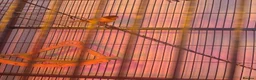 Finches birds for sale: 5 finches and 1 Canary  - Advert 6
