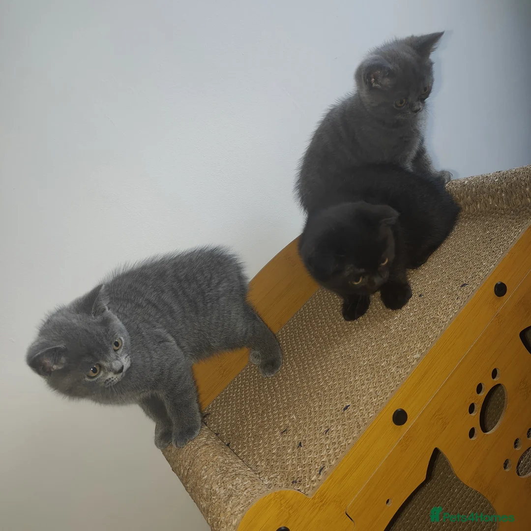 Scottish Fold cats for sale: 3 beautiful kittens - Advert 14