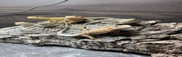 Bearded Dragon reptiles for sale: 5 Citrus and Green Baby Bearded Dragons - Advert 7