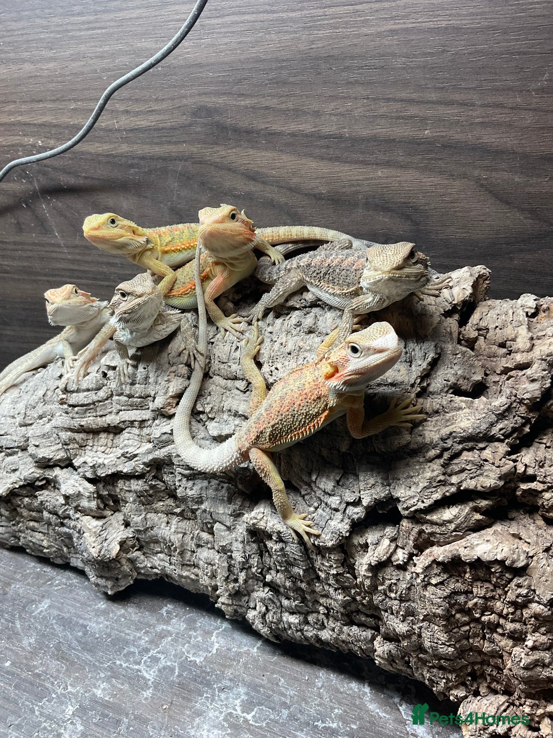 Bearded Dragon reptiles for sale: 5 Citrus and Green Baby Bearded Dragons - Advert 7
