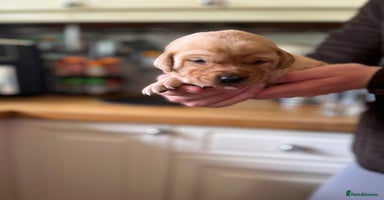 Labrador Retriever dogs - Advert 5