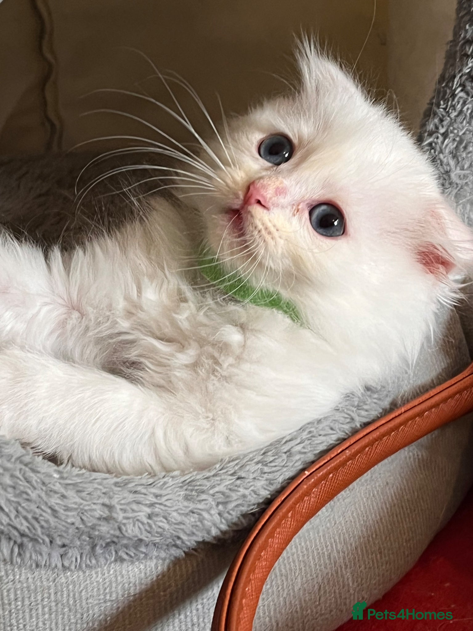 Ragdoll cats 🌟 Stunning Ragdoll Kittens – Little Angels  🌟 - Advert 1