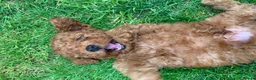 Miniature Poodle dogs for sale: Miniature Poodles in Northolt - Advert 3