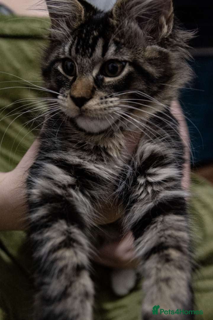 Maine Coon cats Last baby girl Maine coon kitten TICA reg  - Advert 1